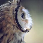 世外桃源的自然风光:大自然赋予我们的美丽馈赠 3oeh2sxh9y