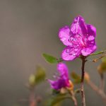 久洲娱乐的未来展望:迎接全球市场的挑战与机遇 p9ldg2gu3