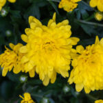 168开奖网极速开奖平台:实时更新官方数据 asndu