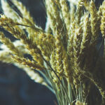 168开奖网历史开奖记录查询与数据分析 gc029