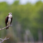 168玄机开奖结果最新精准预测与走势分析 n316kz